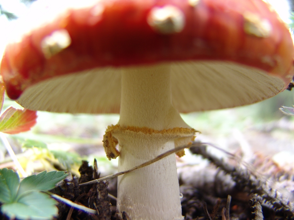 Fly Agaric Mushroom